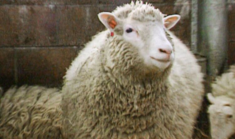 How Dolly the sheep could help make you look 30 years longer