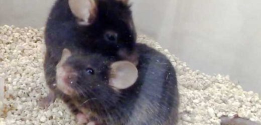 Neural pathway key to sensation of pleasant touch identified