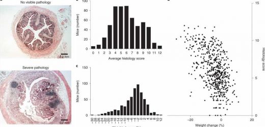New bacteria associated with inflammatory bowel disease discovered in mice
