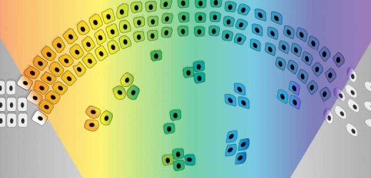 New insights into the mechanisms that enable cancer cells to metastasize