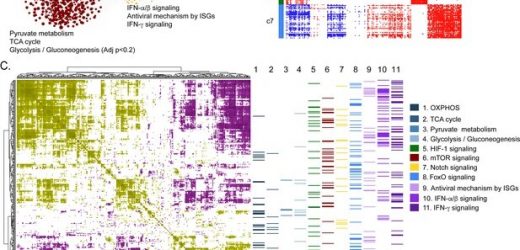 Promising drug candidates for Crimean-Congo hemorrhagic fever identified