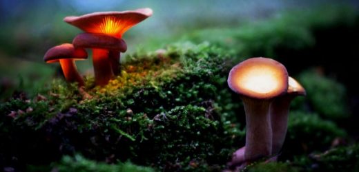 Psilocybin Rewires the Brain to Alleviate Depression