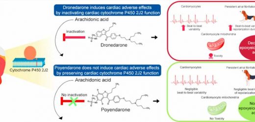 Site-directed deuteration of dronedarone mitigates cardiac adverse effects in canine arrhythmic hearts