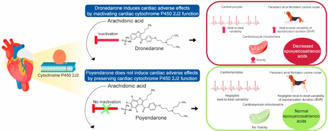 Site-directed deuteration of dronedarone mitigates cardiac adverse effects in canine arrhythmic hearts