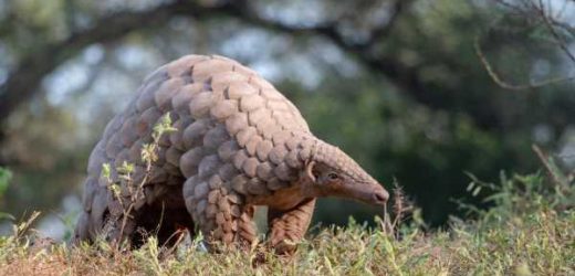 Study reveals natural infection of pangolins with human RSV