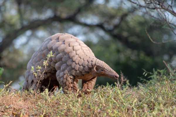 Study reveals natural infection of pangolins with human RSV