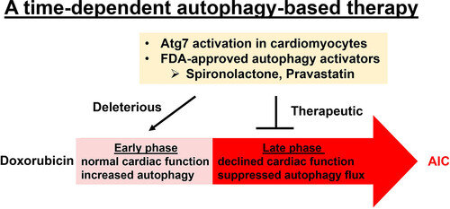 Time tempers anthracyclines into a toxin or treatment for cancer