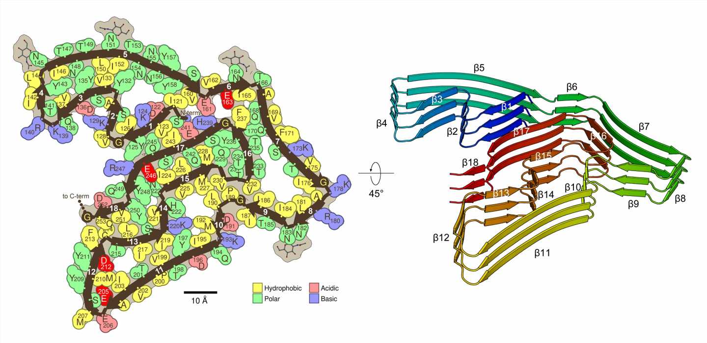 Unexpected protein could play role in common brain disorder