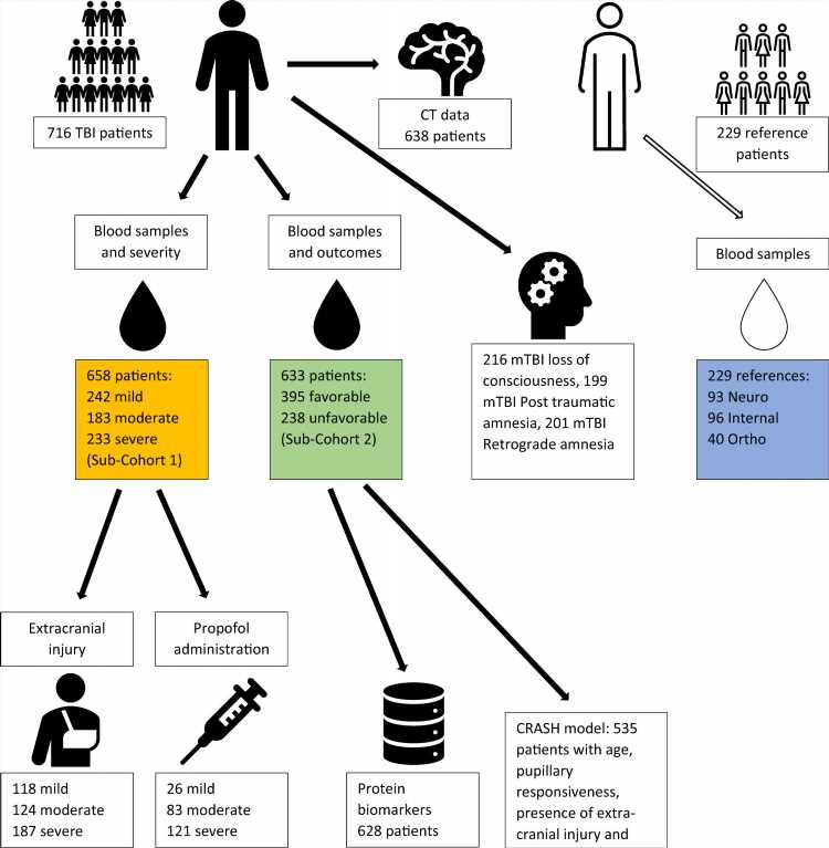 A simple blood sample indicates how serious a head trauma is