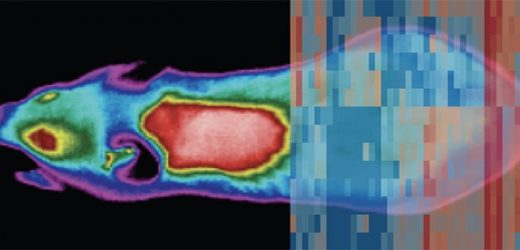 Change of temperature causes whole body reprogramming