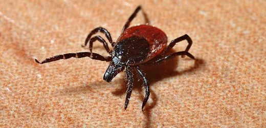 How to protect yourself from ticks