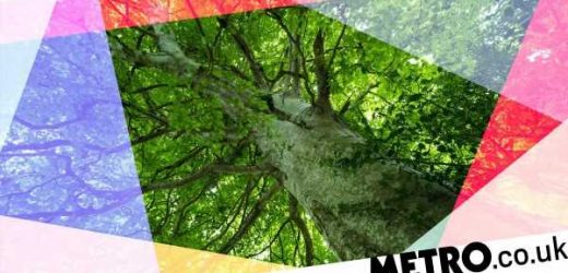 I gave 'forest bathing' a go and it instantly helped my mental health