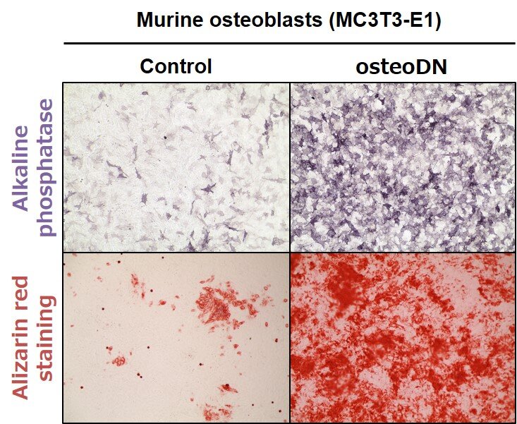 Identification of osteogenetic oligodeoxynucleotide that promotes bone differentiation