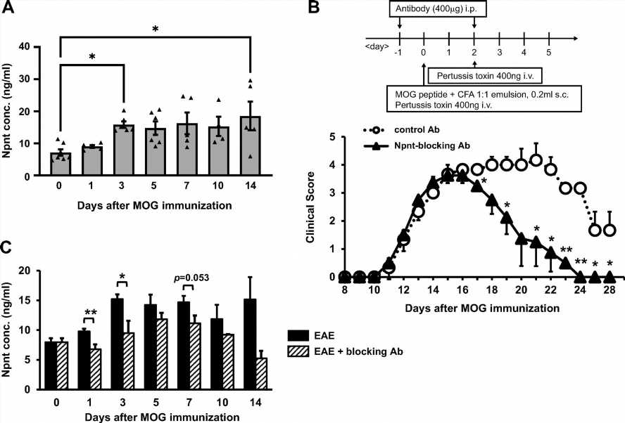 Kidney protein as potential target for treating autoimmune diseases