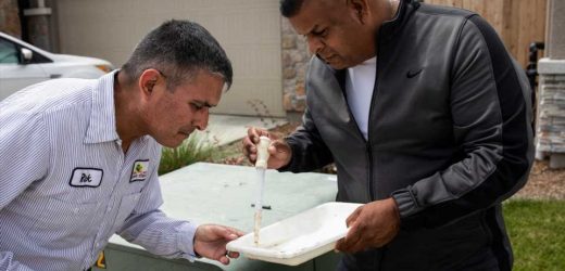 La California rural utilizará mosquitos modificados genéticamente para luchar contra sigilosos depredadores