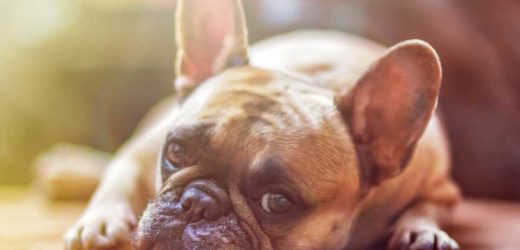 Quantifying cognitive decline in dogs could help humans with Alzheimer’s disease