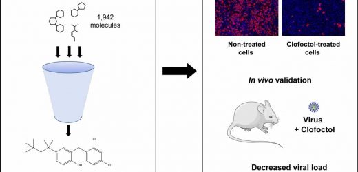 Repurposed antibiotic may be an effective therapeutic in COVID-19–infected mice