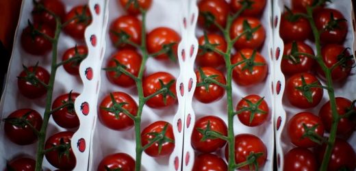 Scientists make way for gene-edited tomatoes as vegan source of vitamin D