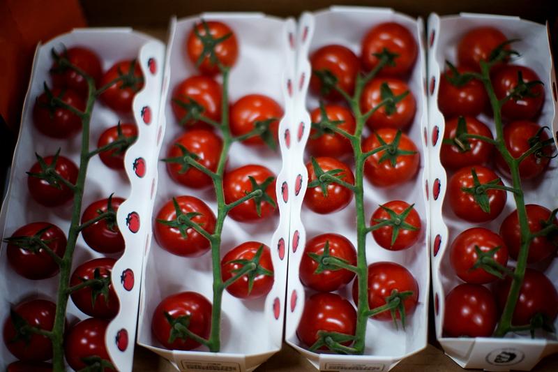 Scientists make way for gene-edited tomatoes as vegan source of vitamin D