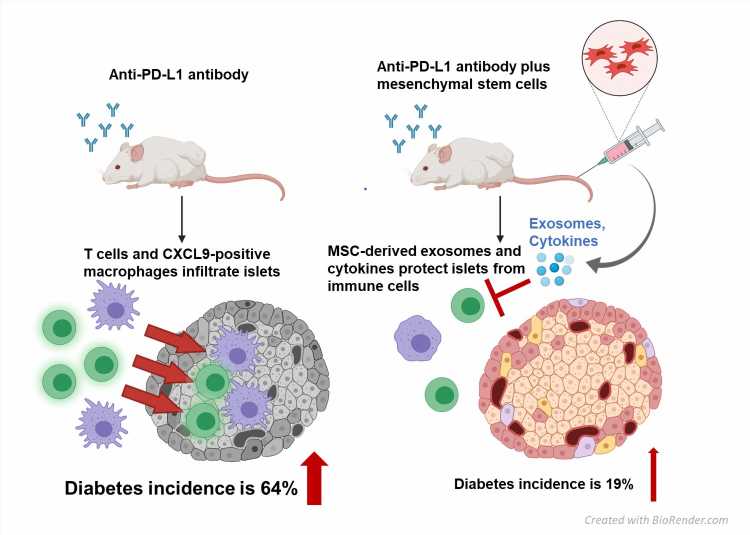 Stem cell therapy protects against the side effects of cancer drugs