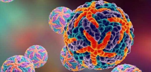 Study shows dengue virus can lower sperm production in men
