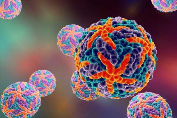 Study shows dengue virus can lower sperm production in men