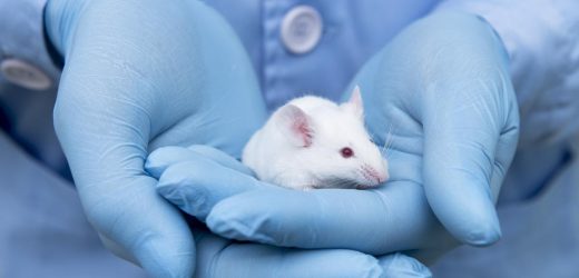 Testis tissue frozen for more than two decades can produce viable sperm after reimplantation