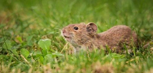 The prevalence of rodent-borne zoonotic viruses in Europe among the small mammals inhabiting farming landscapes