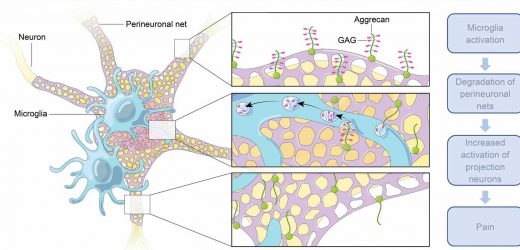 Activation of microglia in the spinal cord after nerve injury found to contribute to pain hypersensitivity