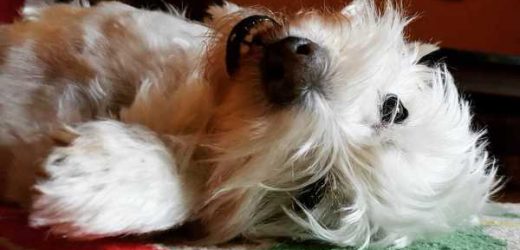 Big Win: New York Passes Bill to End the Retail Sale of Dogs, Cats and Rabbits in Pet Stores!