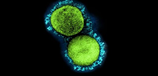 Inequality is driving a black market for COVID-19 antivirals that’s ‘putting patients’ health in jeopardy’