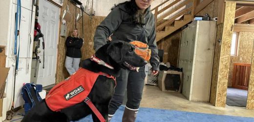Montana’s Blackfeet Tribe to Use Dogs to Sniff Out Disease and Contaminants