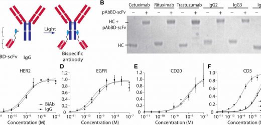 New method could enable a patients own antibodies to eliminate their tumors