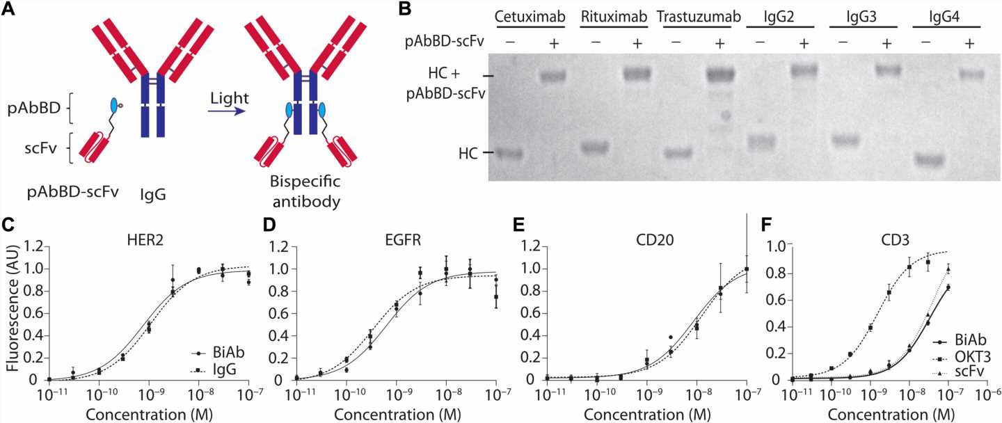 New method could enable a patients own antibodies to eliminate their tumors