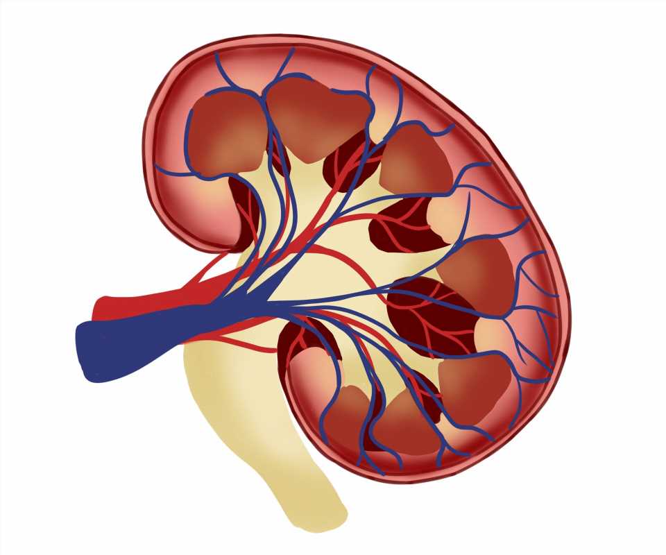 Primary glomerular disease is associated with high cardiovascular disease risk