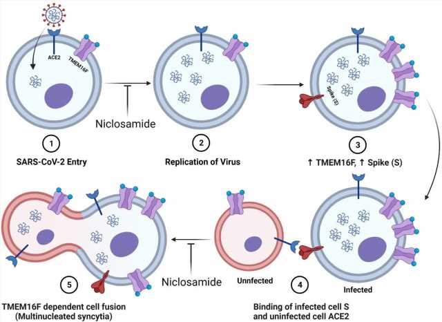 Researchers analyze potential of niclosamide as a SARS-CoV-2 treatment