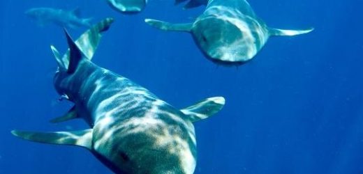 Shark antibodies may have the teeth to stop COVID-19