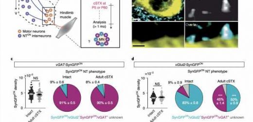 Study finds that neurotransmitter phenotype switching by excitatory interneurons regulates recovery after spinal lesions