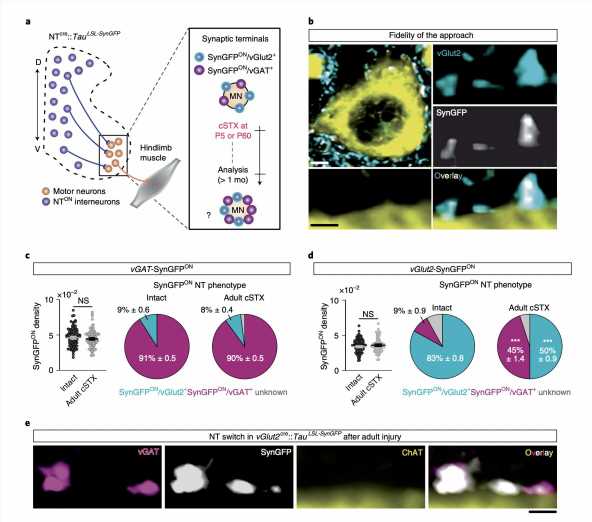 Study finds that neurotransmitter phenotype switching by excitatory interneurons regulates recovery after spinal lesions