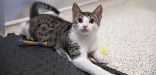 Top 5 Benefits of Fostering an Animal in Need