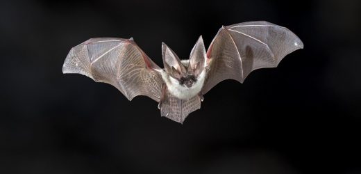 Are Mexican free-tailed bats a SARS-CoV-2 reservoir?