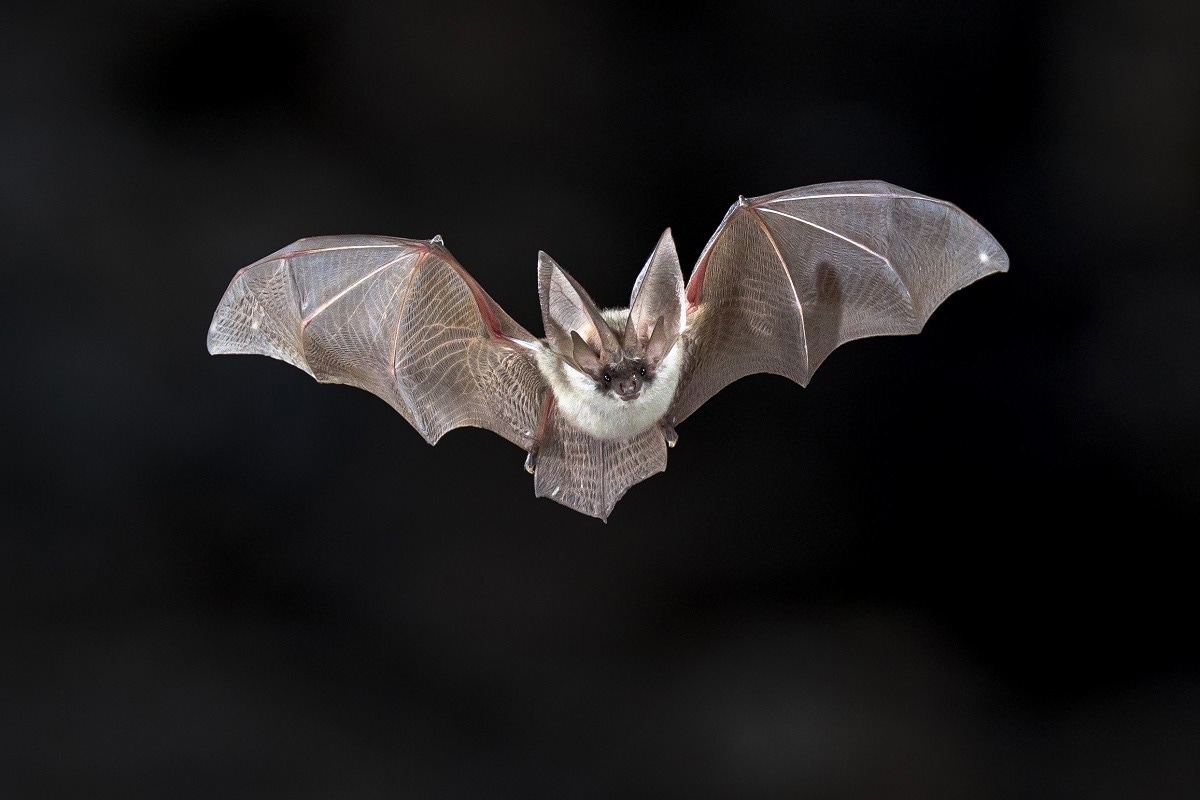 Are Mexican free-tailed bats a SARS-CoV-2 reservoir?