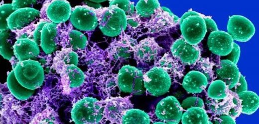 Bacteria in donor organs complicate immune response after transplantation