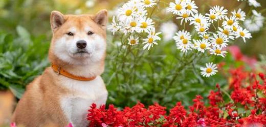 Can You Dig It? Compost and Fertilizer Pet Safety Tips!