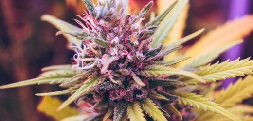 High-strength cannabis linked to addiction and mental health problems