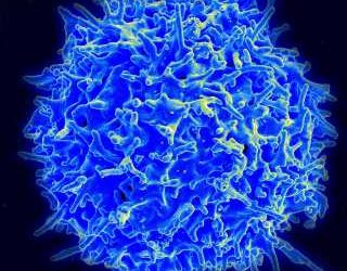 How tiny changes help T cells to survive