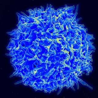 How tiny changes help T cells to survive