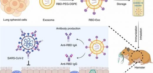 Inhalable COVID vaccine shows promise in rodent model
