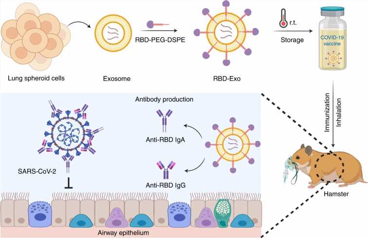 Inhalable COVID vaccine shows promise in rodent model