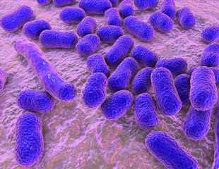 Phage therapeutics can be used to fight multidrug-resistant pathogens